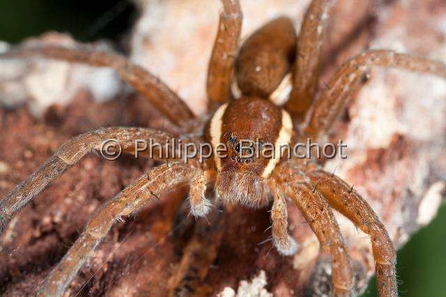 Pisauridae_1145.JPG - France, Morbihan (56), Araneae, Pisauridae, Dolomède des marais (Dolomedes fimbriatus), portrait of Great Raft spider